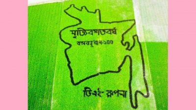 মানচিত্রের ভেতরে বেড়ে উঠছে রোপণ করা বঙ্গবন্ধু ধান