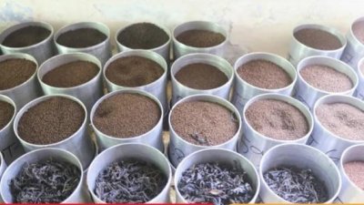 শ্রীমঙ্গলে মৌসুমের শেষ চা নিলামে ভালো দামে খুশি বিক্রেতারা