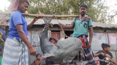 ব্রহ্মপুত্র নদে ধরা পড়া ৭৫ কেজি ওজনের বাঘাড়