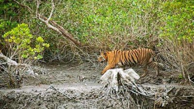বাঘের আক্রমণে মৌয়ালের মৃত্যু