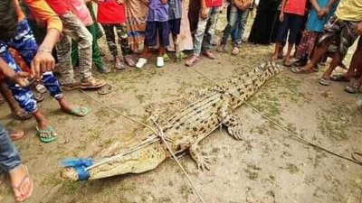 জাল টেনে কুমিরটি উদ্ধার করা হয়