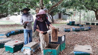 মৌ-চাষিরা ৩৫০ মেট্রিক টন লিচুর মধু উৎপাদনের লক্ষ্য নিয়ে এ বছর মৌ-বাক্স সাজিয়ে বসেছেন