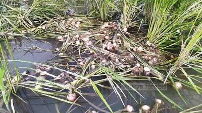 ধানের জমিতে আটকে আছে ভেসে যাওয়া পেঁয়াজ