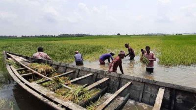 ডুবে গেছে বিস্তীর্ণ এলাকার ফসলের ক্ষেত