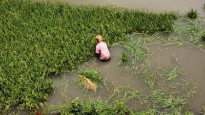 ডুবে যাওয়া কাঁচা ধান কেটে নিচ্ছেন কৃষকরা