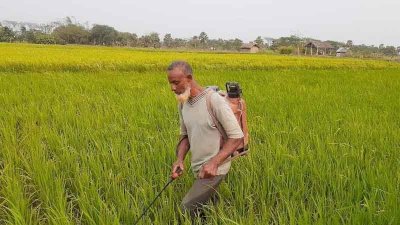 আক্রমণ ঠেকাতে কীটনাশক ব্যবহার করেও সুফল মিলছে না