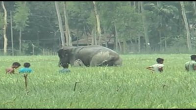 তিন ইউনিয়নে তাণ্ডব চালিয়েছে হাতি