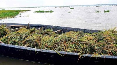 তিতাস নদীতে ধানবোঝাই নৌকাডুবি