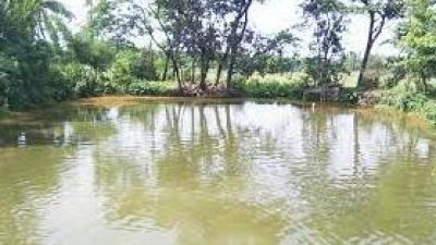 পুকুর (ছবি: সংগৃহীত)