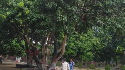 ক্যাম্পাসে লিচু গাছ থেকে পড়ে বহিরাগত এক শিশু আহত