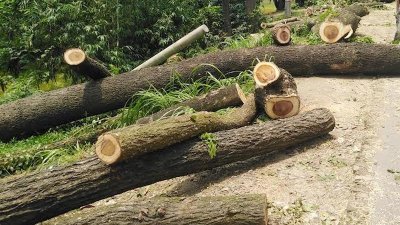 রাজবাড়ীর ঢাকা-খুলনা মহাসড়কের পাশে গাছ কেটে রাখা হয়েছে