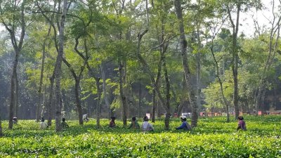 অনুকূল আবহাওয়া, এবার রেকর্ড পরিমাণ চা উৎপাদনের আশা সংশ্লিষ্টদের