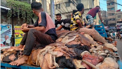 কোরবানির কাঁচা চামড়া