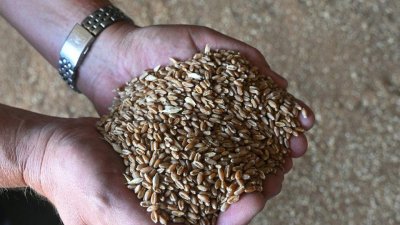 রুশ আক্রমণের পর খাদ্যশস্য রফতানি করতে পারছে না ইউক্রেন। ছবি- রয়টার্স