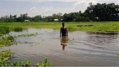 জলাবদ্ধতায় শত একর জমিতে আমন রোপণ করতে পারেননি কৃষকরা