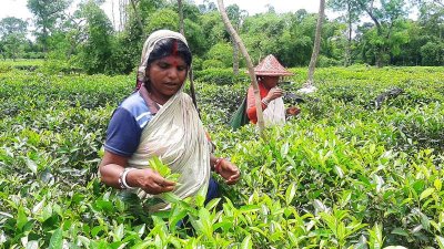 কর্মবিরতি প্রত্যাহার করে সোমবার সকাল থেকে কাজে ফিরেছেন চা শ্রমিকরা