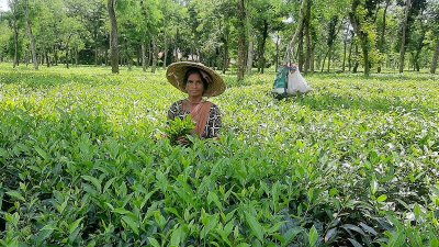 ভাড়াউড়া ও কালিঘাটসহ কয়েকটি চা-বাগানের শ্রমিকরা কাজে যোগ দিয়েছেন