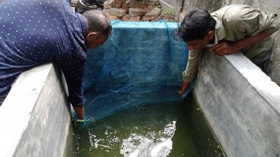 গাপ্পি চাষে দুজন মশককর্মী