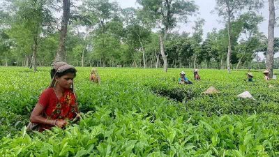 দৈনিক মজুরি ১৭০ টাকা নির্ধারণের পর কাজে ফিরেছেন মৌলভীবাজারের চা শ্রমিকরা