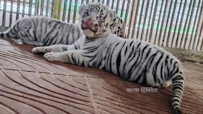 দর্শনার্থীদের দেখার সুযোগ করে দিতে খাঁচায় দেওয়া হয়েছে বিরল চার সাদা বাঘ শাবক