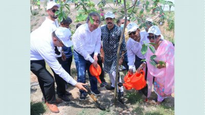 মোহাম্মদপুর লাউতলা খালের পাড়ে ডিএনসিসির বৃক্ষরোপণ
