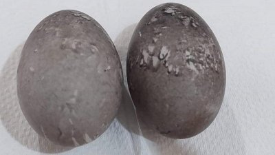এবার ধূসর ডিম পেড়ে আলোচনায় আরেক পাতিহাঁস