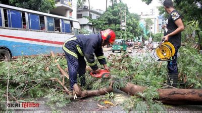 ঝড়ে উপড়ে পড়া গাছ অপসারণ করা হচ্ছে (ছবি: নাসিরুল ইসলাম)