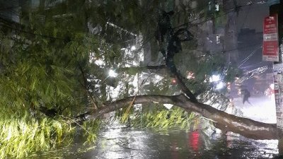 গাছ ভেঙে ছিঁড়েছে বিদ্যুতের তার