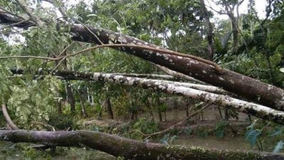 ঝড়ে ভেঙেছে গাছ