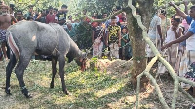 উদ্ধার হওয়া নীলগাই