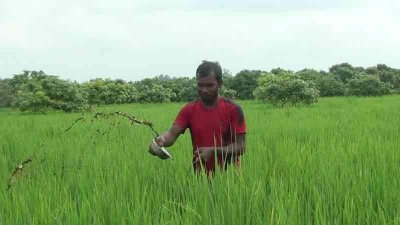 অণুজীব সারে ধানের ভালো ফলনের আশা