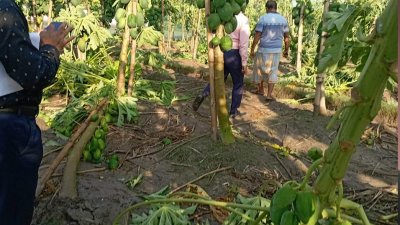 সিত্রাংয়ে পেঁপের বাগান ক্ষতিগ্রস্ত হয়