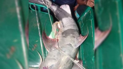 বড়শিতে ধরা পড়েছে ৬২ কেজির বাগাড়, দাম লাখ টাকা