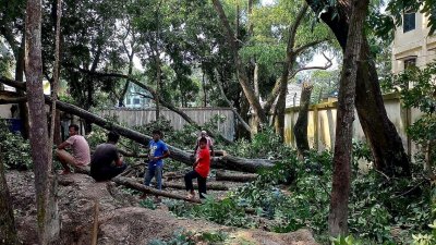 ৪৪টি গাছ ইতোমধ্যেই কেটে ফেলা হয়েছে