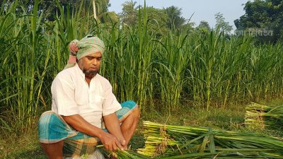 রতন মোল্লা মাসে ৫০ হাজার টাকার ঘাস বিক্রি করেন