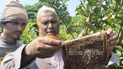 মধু চাষ করে ভাগ্য বদলে গেছে মো. মহসিন খান