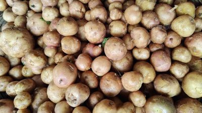 আলু, ফাইল ছবি