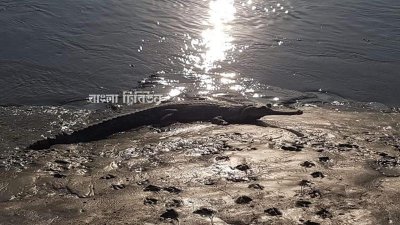 ভৈরব নদে কুমিরের দুই ঘণ্টা ‘রৌদ্রস্নান’, সতর্ক থাকার আহ্বান