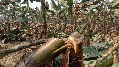 ঝিনাইদহে রাতের আঁধারে এক কৃষকের ৬০০ কলাগাছ কেটে ফেলেছে দুর্বৃত্তরা