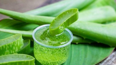 অ্যালোভেরা জেল লাগাতে পারেন চোখের নিচে