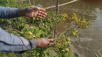 খুলনা অঞ্চলে টমেটো গাছে ভাইরাস দেখা দিয়েছে