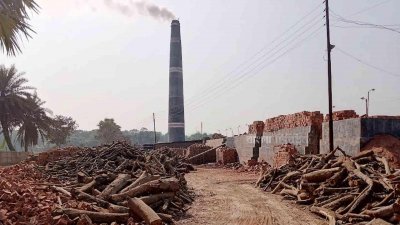 রাজবাড়ীতে ইটভাটায় অবাধে পুড়ছে কাঠ