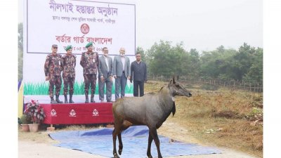 সীমান্তে উদ্ধার সেই নীলগাইটি এখন বঙ্গবন্ধু সাফারি পার্কে