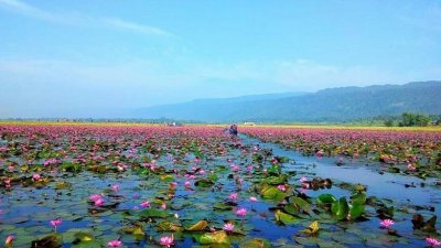 লাল শাপলায় মন হারায় ডিবির হাওরে