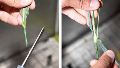 ফুলদানির ফুল দীর্ঘদিন তাজা রাখতে কী করবেন?