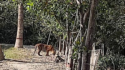 সুন্দরবনের সুপতি স্টেশনের কাছাকাছি এলাকায় ঘোরাঘুরি করা রয়েল বেঙ্গল টাইগার