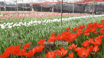 নেদারল্যান্ডসের টিউলিপে শ্রীপুরের দম্পতির মুখে হাসি