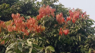 মুকুলের পরিবর্তে ‍লিচু গাছে এসেছে নতুন পাতা