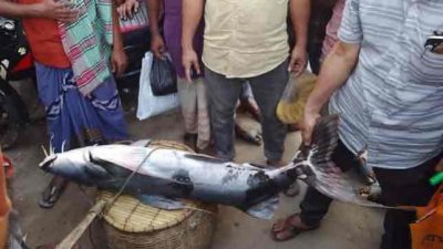 ৩১ কেজি ওজনের বাগাড় মাছ