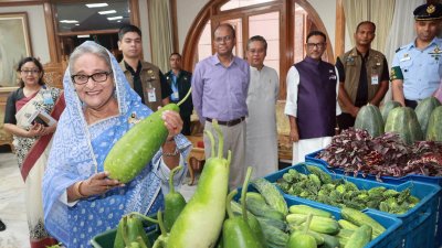 টুঙ্গিপাড়ায় পতিত জমিতে প্রধানমন্ত্রী শেখ হাসিনার নির্দেশে চাষাবাদ হয়েছে, সেই জমির শাকসবজি এলো গণভবনে (ছবি: ফোকাস বাংলা)